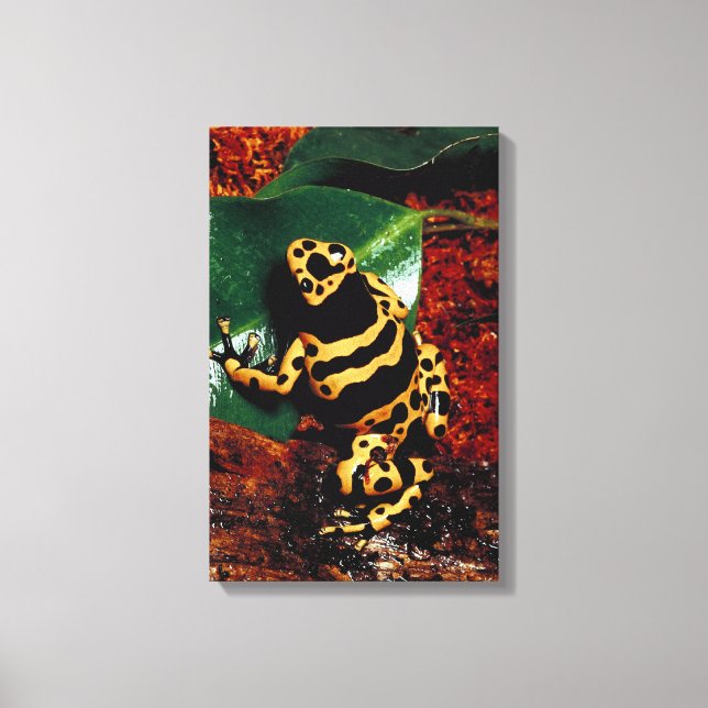 23898189 CANVASTRYCK (Framsida)