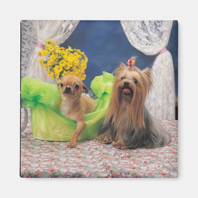 24095240 MAGNET (Framsidan)