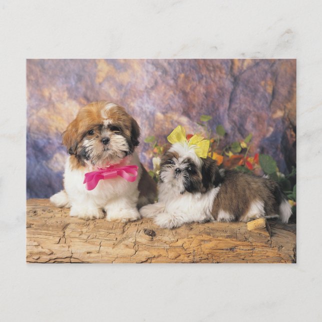 24095243 VYKORT (Framsida)