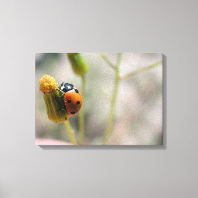 24102385 CANVASTRYCK (Framsida)