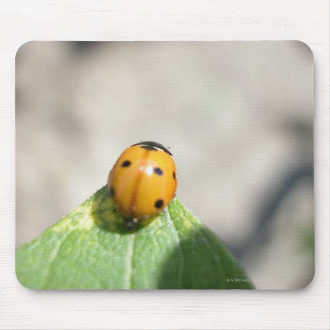 24102386 MUSMATTA (Framsidan)