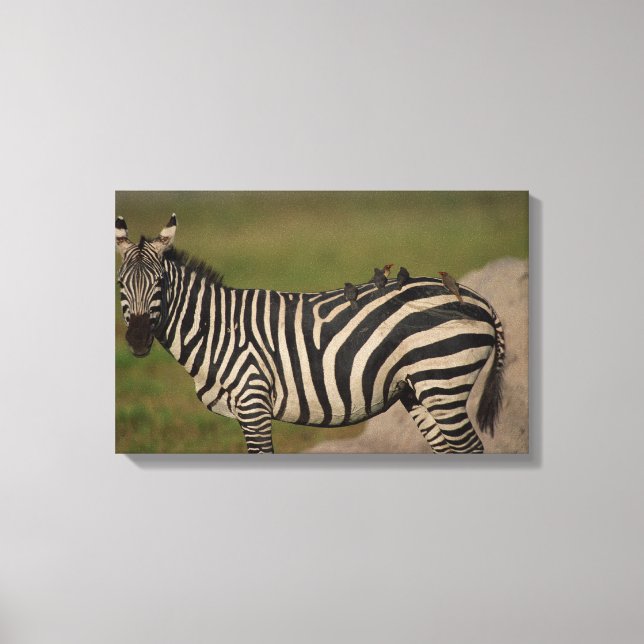 24109277 CANVASTRYCK (Framsida)