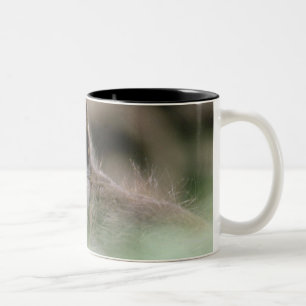 24112466 Två-Tonad MUGG