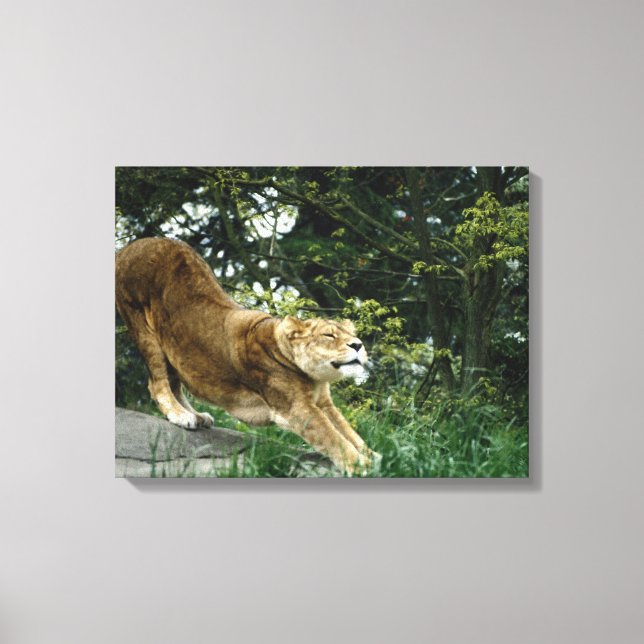 24114343 CANVASTRYCK (Framsida)