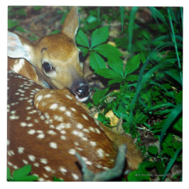 24114390 KAKELPLATTA