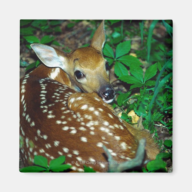 24114390 MAGNET (Framsidan)