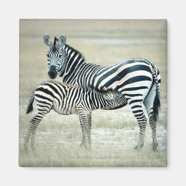 24114480 MAGNET (Framsidan)