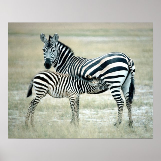 24114480 POSTER (Framsidan)