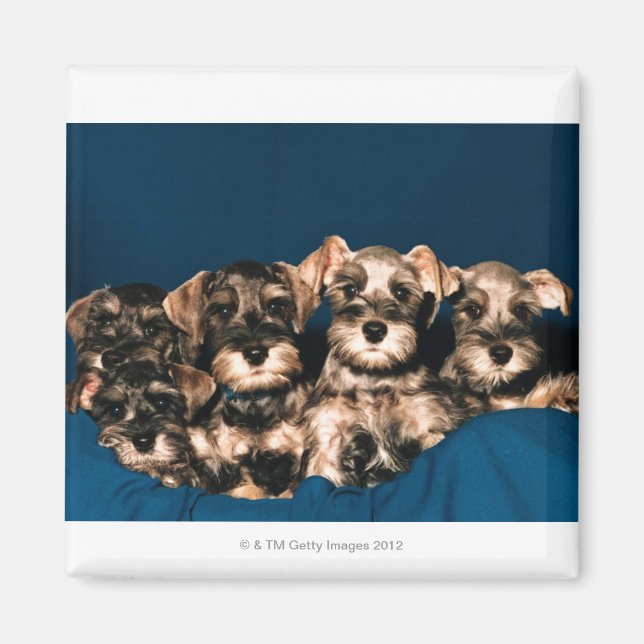 24117057 MAGNET (Framsidan)