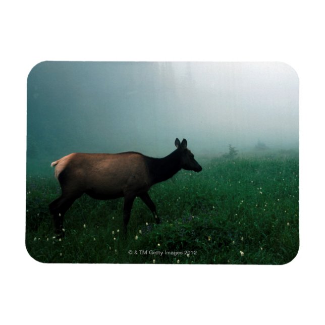 24121885 MAGNET (Horisontell)