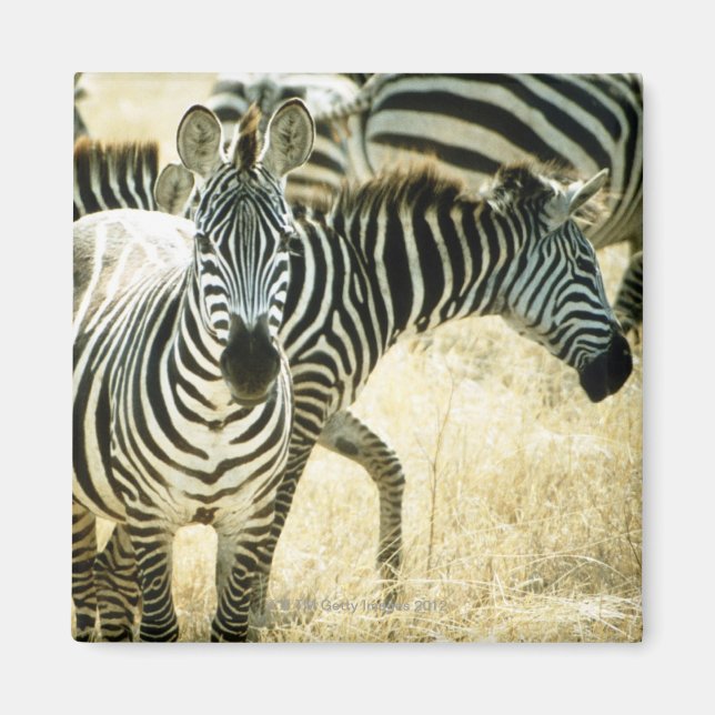 24123844 MAGNET (Framsidan)