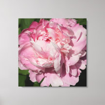 24-tums x24-tums Rosa Peony