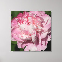 24-tums x24-tums Rosa Peony Canvastryck