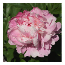 24-tums x24-tums Rosa Peony