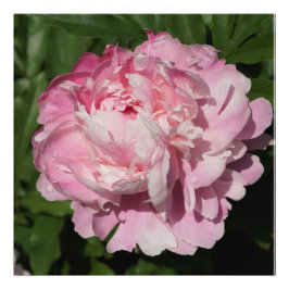 24-tums x24-tums Rosa Peony Fototryck