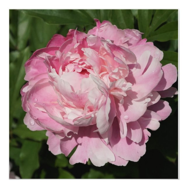 24-tums x24-tums Rosa Peony Fototryck (Framsidan)