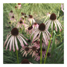 24"x24" Echinacea Fototryck