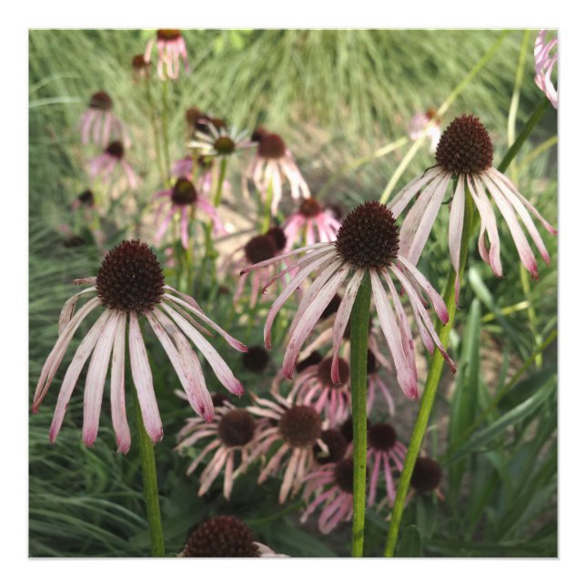 24"x24" Echinacea Fototryck (Framsidan)
