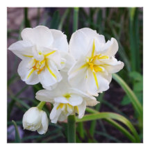 24"x24" Miniatyr Narcisser