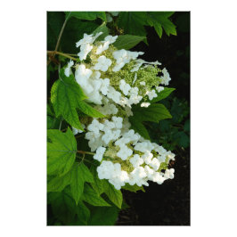 24"x36" Ekbladshydrangea Fototryck