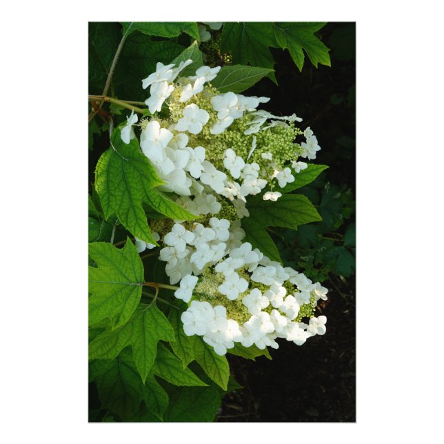 24"x36" Ekbladshydrangea Fototryck (Framsidan)