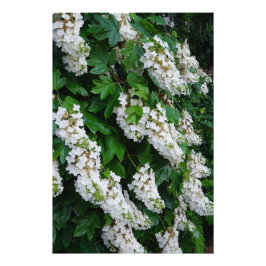 24"x36" Ekbladshydrangea Fototryck