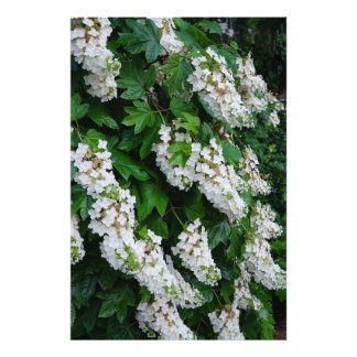 24"x36" Ekbladshydrangea Fototryck