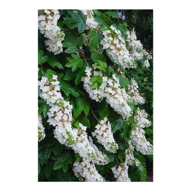 24"x36" Ekbladshydrangea Fototryck (Framsidan)