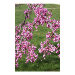 24"x36" Redbud Fototryck
