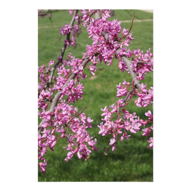 24"x36" Redbud Fototryck (Framsidan)
