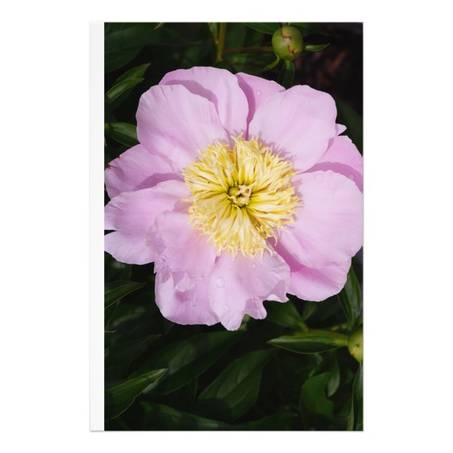 24"x36" Rosa Pion Fototryck (Framsidan)