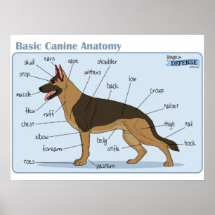 24 x 18 Hund Anatomi Poster
