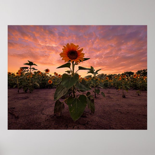 24 x 18 väggPoster Poster (Framsidan)