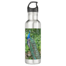 24oz Stainless Steel Florida Peacock Vattenflaska