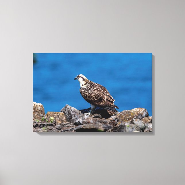 24x16 Osprey på sten Canvastryck (Framsida)