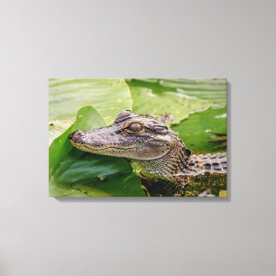 24x16 Young Alligator Canvastryck