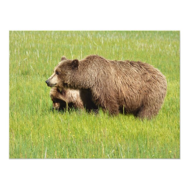 24x18 Atinfoto av grizzly björn & unge Fototryck (Framsidan)