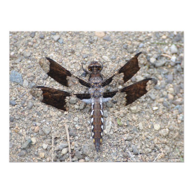 24X18 Dragonfly - En gemensam vit-svan Fototryck (Framsidan)