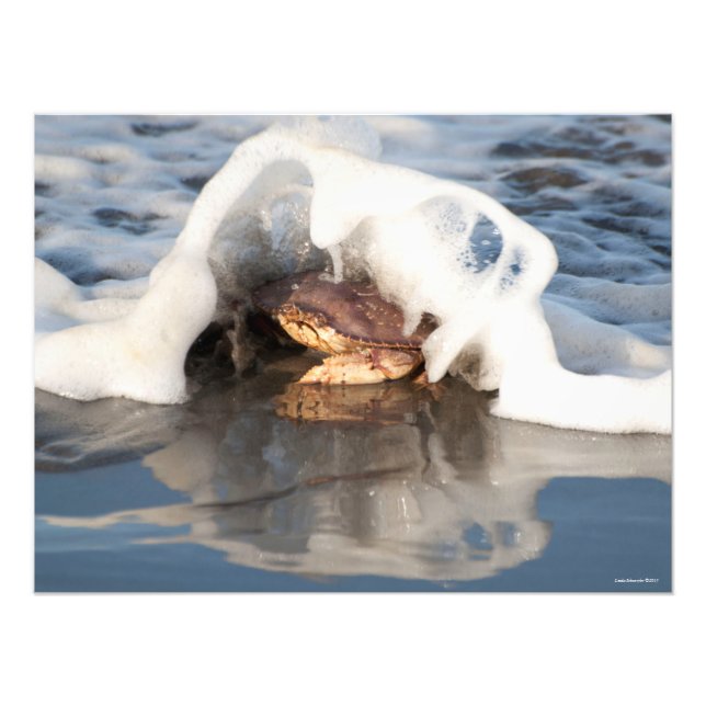 24X18 Dungeness Crab med Surfa Spilling Over! Fototryck (Framsidan)