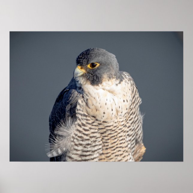 24x18 Peregrine Falcon längs Hudsonfloden Poster (Framsidan)