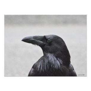 24X18 Raven Fototryck