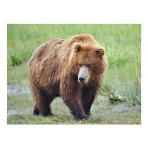 24x18 Satingfoto av grizzlybjörn Fototryck