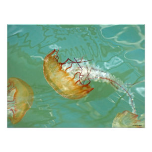 24X18 Sea Nettle Jellyfish Fototryck