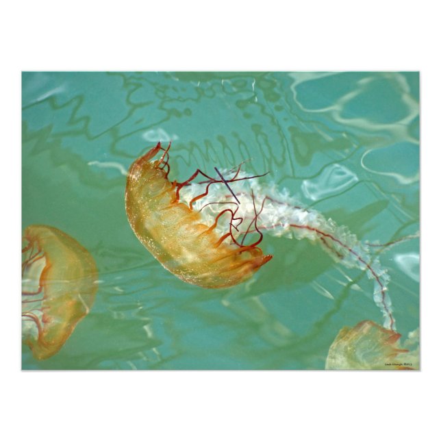 24X18 Sea Nettle Jellyfish Fototryck (Framsidan)