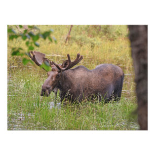 24x18 Symbolfoto av möss Fototryck