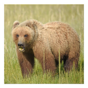 24x24 Satin foto av grizzly-björn