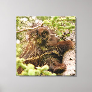 24x24 Wrapped Canvas (glans) med porcupin