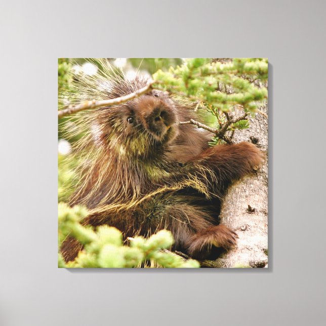 24x24 Wrapped Canvas (glans) med porcupin (Framsida)