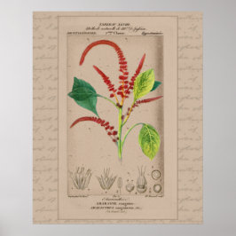 24X30 Fransk Botanisk illustration Amaranthus Poster