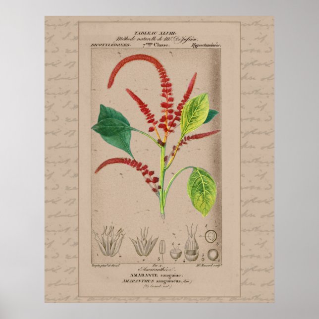24X30 Fransk Botanisk illustration Amaranthus Poster (Framsidan)